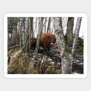 Scottish Highland Cattle Cow and Calf 1597 Sticker